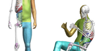 โตโยต้า เปิดซอฟต์แวร์ THUMS เทคโนโลยีจำลองร่างกายมนุษย์แบบเสมือนจริงให้ใช้ได้ฟรี