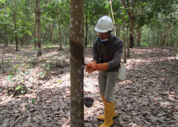 มิชลิน เข้าซื้อหุ้นเพิ่มอีก 51% ใน ROYAL LESTARI UTAMA